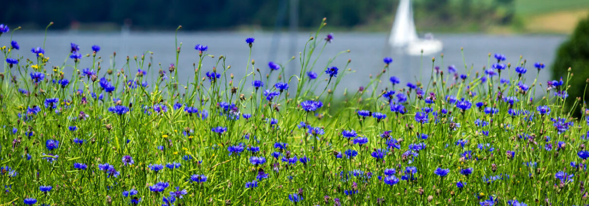 Kornblumen an der Schlei in Winnemark